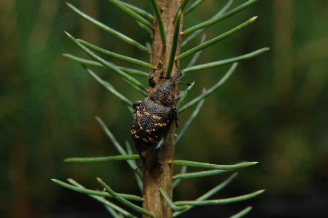 4_-pine-Weevil-Hylobius-abietis_Per-Erik-Larsson-Sweden.jpg