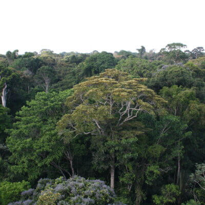 Amazonia_Photo-Nelson-Grima-IUFRO.jpg